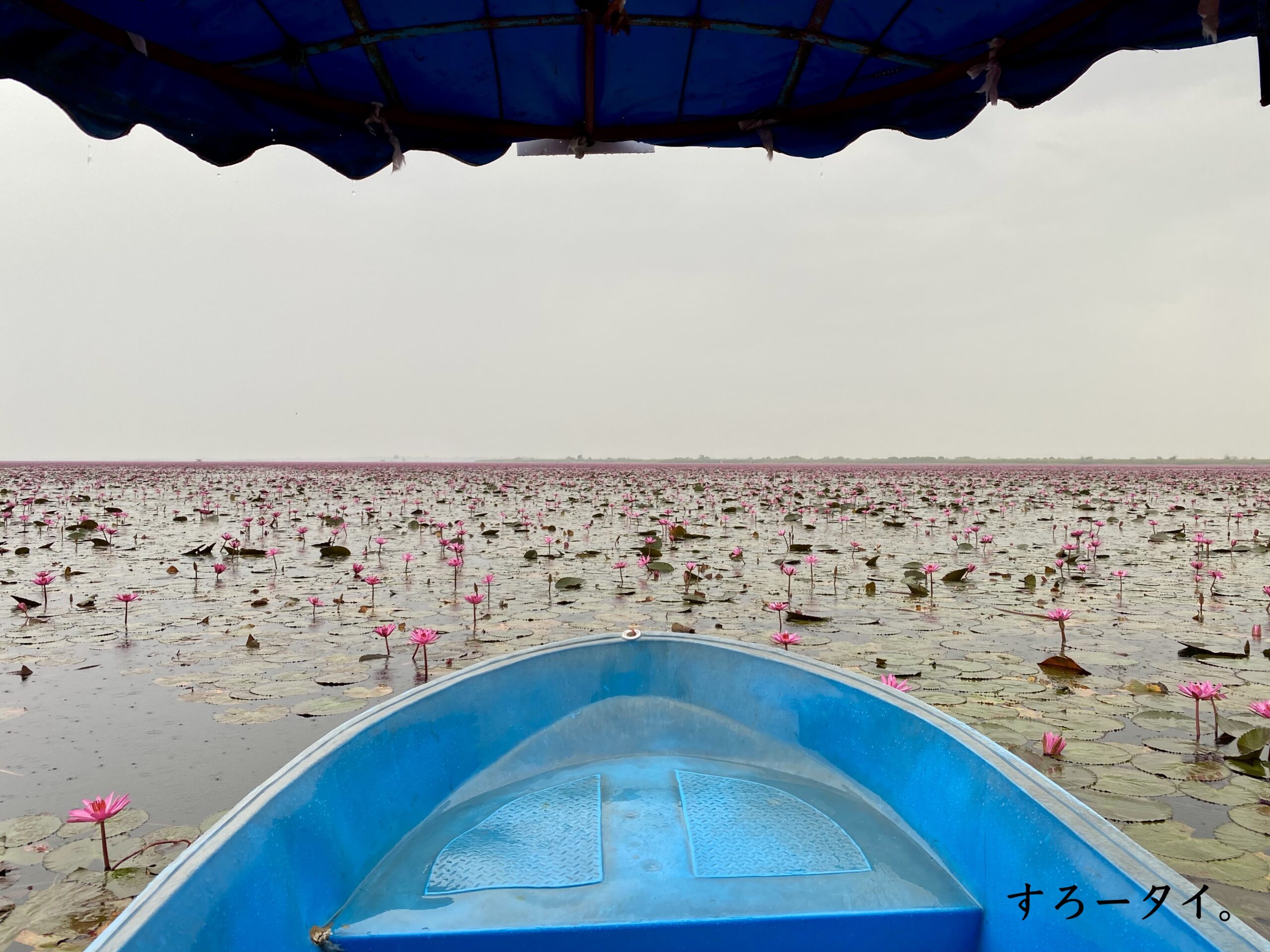 タレーブアデーン　ทะเลบัวแดง　red lotus sea