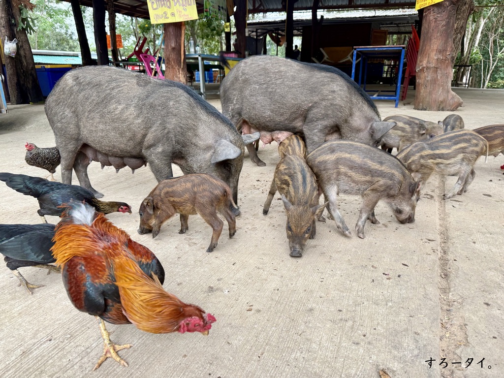 ワット・カオチョンチャート(วัดเขาช่องชาด)