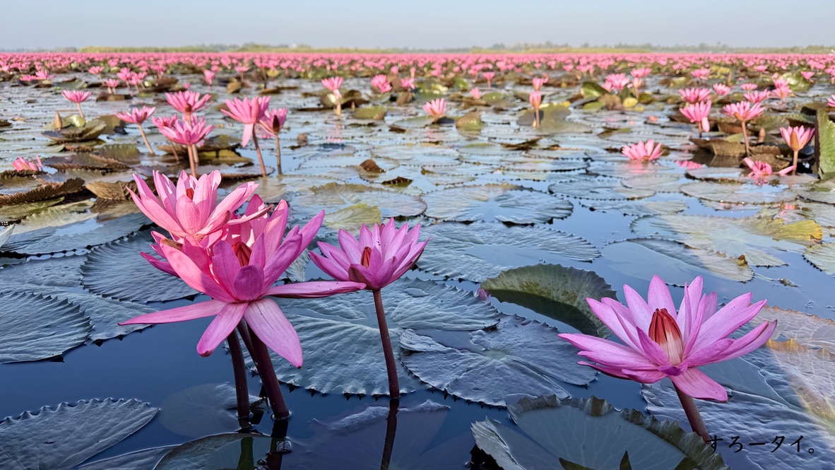 タレーブアデーン(ทะเลบัวแดง)