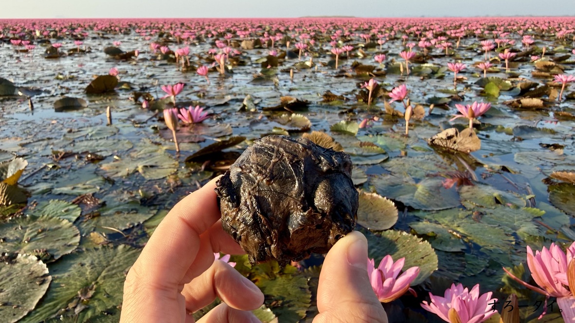 タレーブアデーン(ทะเลบัวแดง)