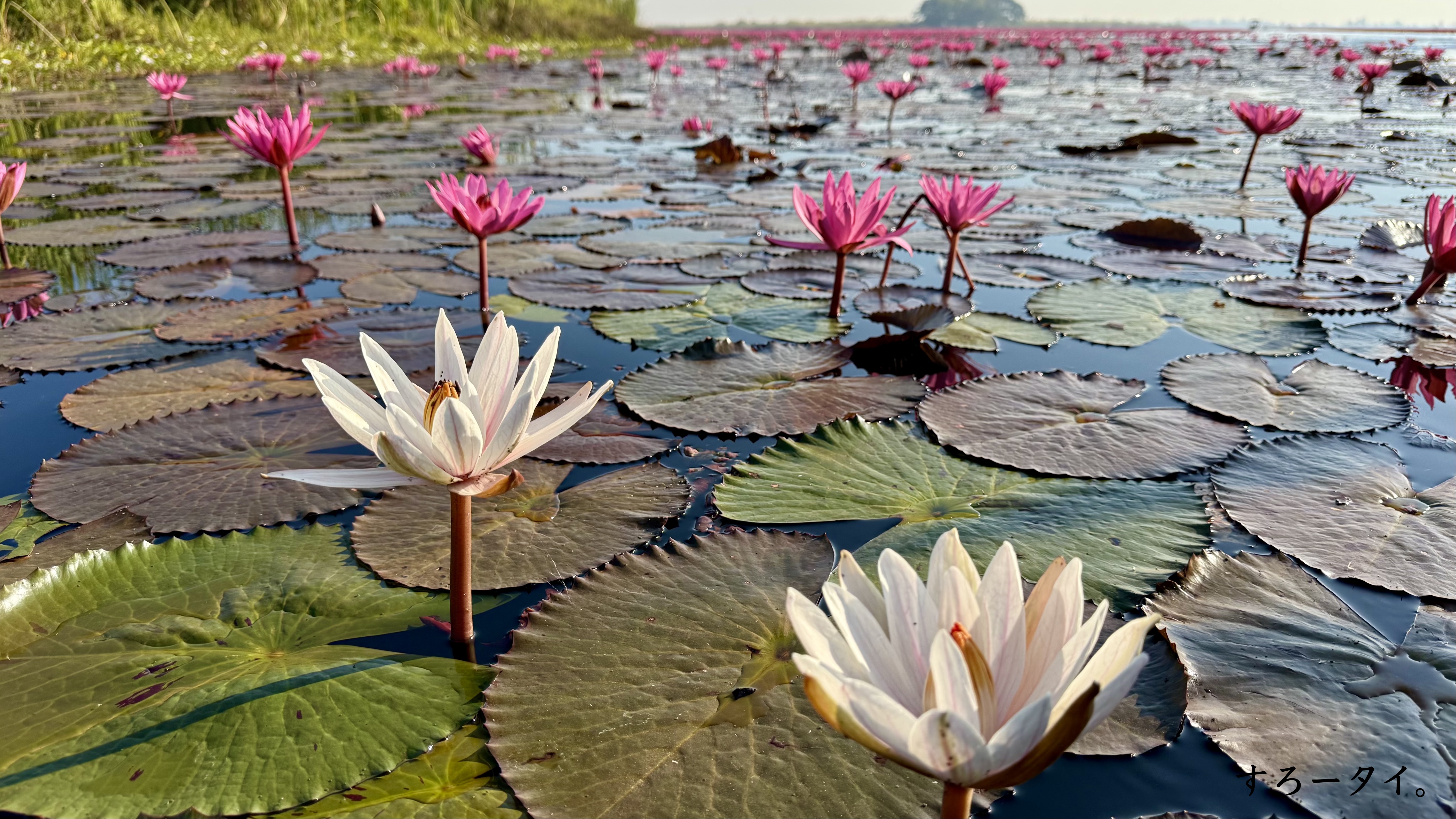 タレーブアデーン(ทะเลบัวแดง)