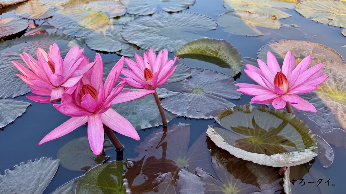 タレーブアデーン(ทะเลบัวแดง)