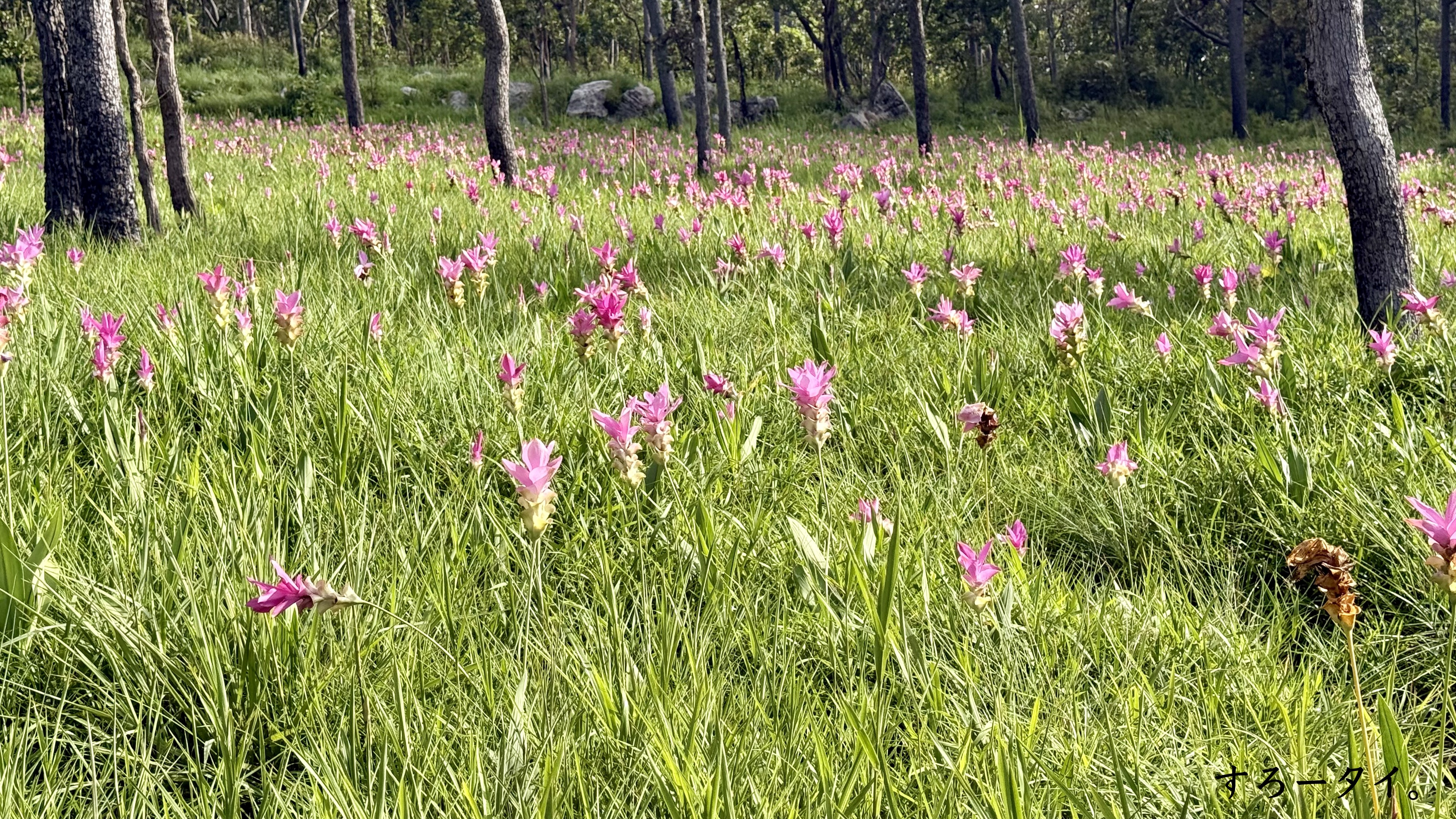 パーヒンガーム国立公園(อุทยานแห่งชาติป่าหินงาม)