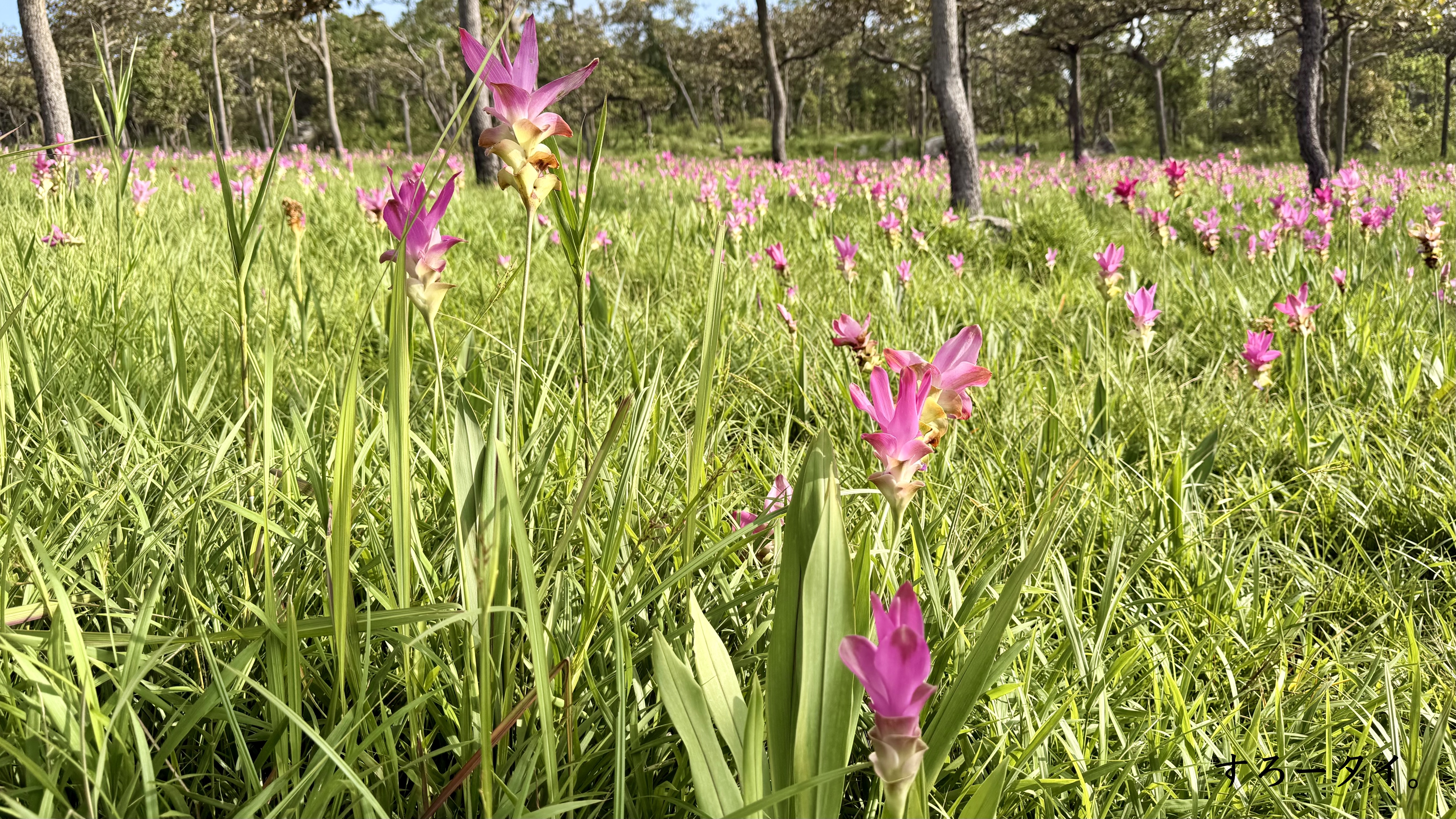 パーヒンガーム国立公園(อุทยานแห่งชาติป่าหินงาม)